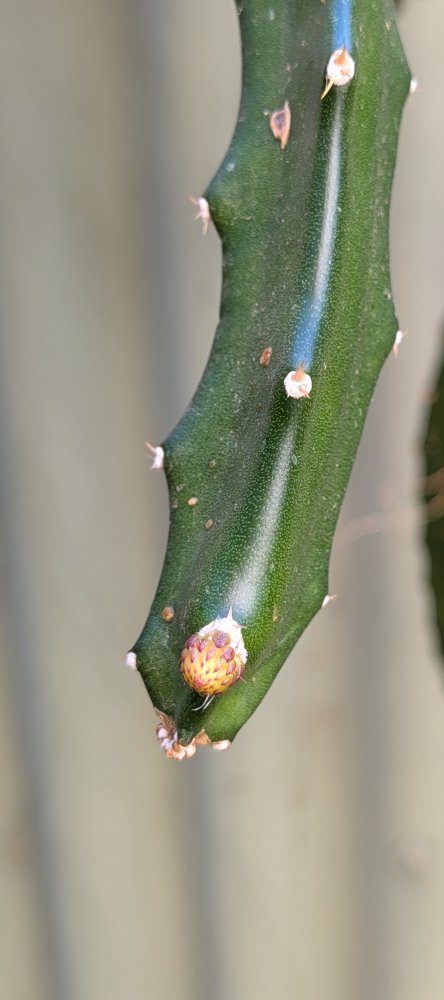 Small buds